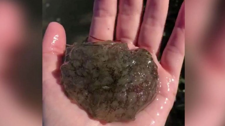 Off the coast of Texas: authority Video of slimy creature posts and triggers mixed reactions