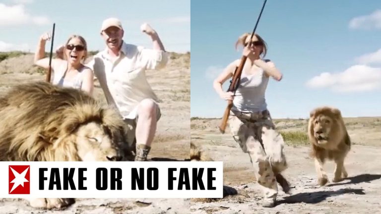 “Fake or No Fake”: lion attack real a posing big-game hunter – or manipulated?