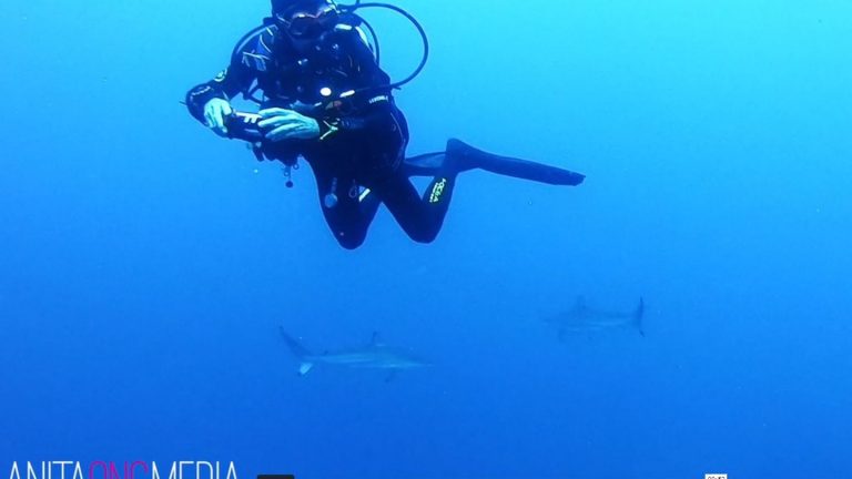 Of 200 sharks surround a Diver in Australia hardly believe her eyes