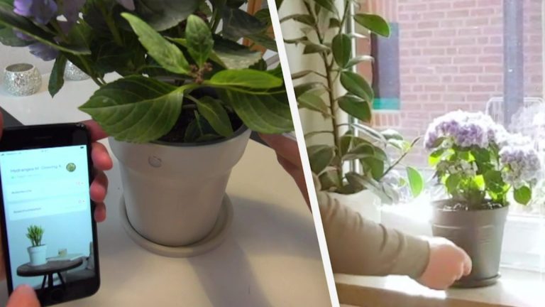 RTL-Test: What is a smart flower pot brings? “Smart everyday objects” in the Test