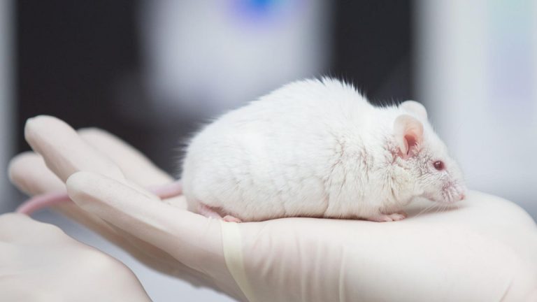 Aging: researchers with Gene therapy in mice their youth