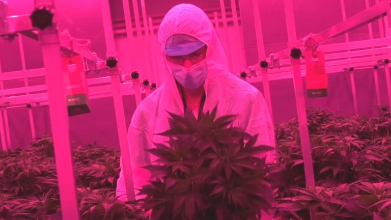 Medical marijuana: In this high-security plantation will be produced per year, 1000 kilograms of Cannabis