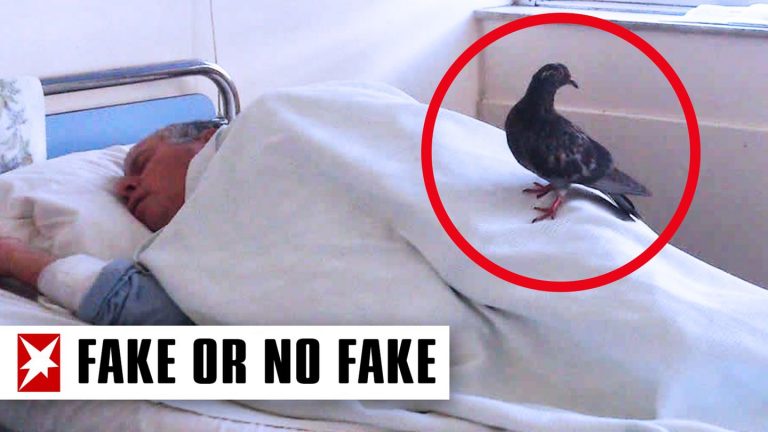 Fact check: pigeon man weeks visited the hospital bed (Video)