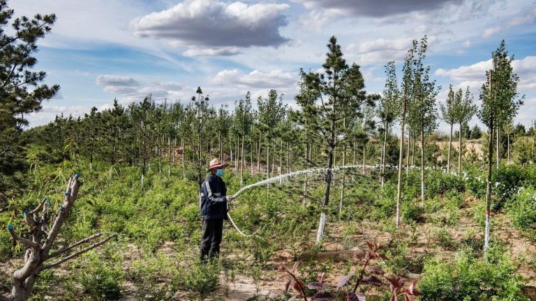 Fighting climate change with trees-China relies on forest cities and the Great Green Wall