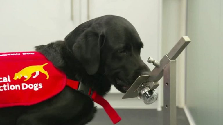 Corona news in the video: Dogs recognize Covid-19 by the smell of socks